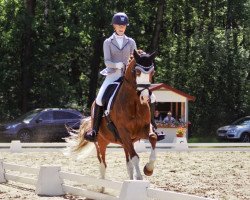 dressage horse Schierensees Heavy Cross (German Riding Pony, 2010, from Schierensees Have Good Time)