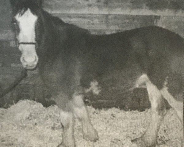 horse Fodness Farms Fannie Supreme (Clydesdale, 2008, from Fodness Farms Barney Snicker)