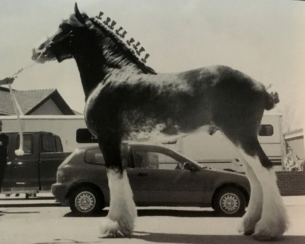 stallion Maple Brook Patrick (Clydesdale, 1995, from Greendykes Review)