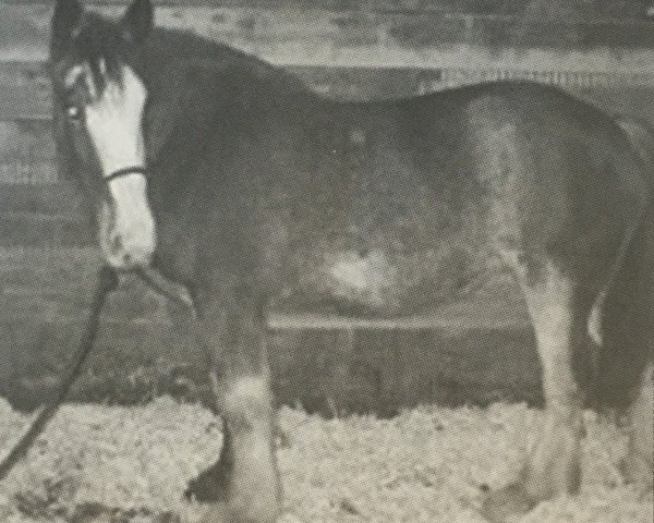 Pferd Fodness Farms Daniel Brook Patrick (Clydesdale, 2002, von Maple Brook Patrick)