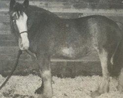 Pferd Fodness Farms Daniel Brook Patrick (Clydesdale, 2002, von Maple Brook Patrick)