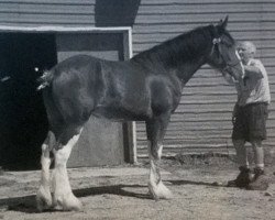 Zuchtstute Egalacres Ben Franklin Lady Di (Clydesdale, 2009, von Great American Ben Franklin)