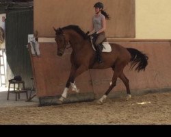 dressage horse Champions League 10 (Westphalian, 2013, from Cornet's Prinz)