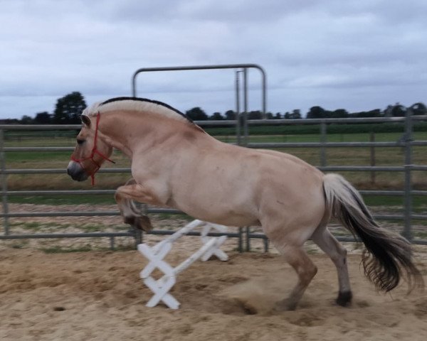 horse Apollo (Fjord Horse, 2005, from Athos FJH-S 684)