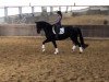 dressage horse Freixenet To Go (Hanoverian, 2014, from Fantastic)