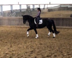 dressage horse Freixenet To Go (Hanoverian, 2014, from Fantastic)