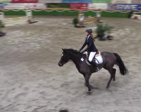 Keppelner Springpferdemeeting 2016