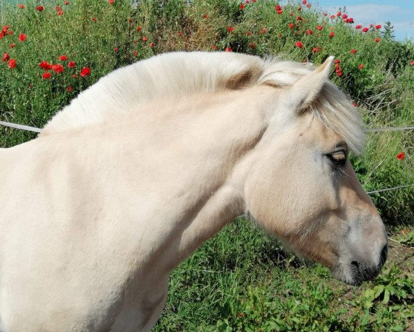 horse Hagen von Hofdreilinden (Fjord Horse, 2018, from Haugguten)