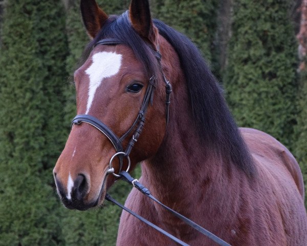 horse Gloka (Polish Warmblood, 2012)