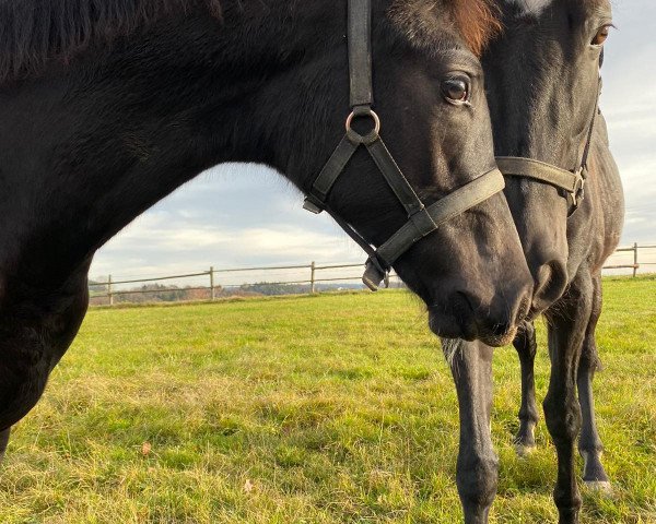 Zuchtstute Special Dream (Trakehner, 2019, von Touch my Heart)