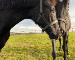 broodmare Special Dream (Trakehner, 2019, from Touch my Heart)