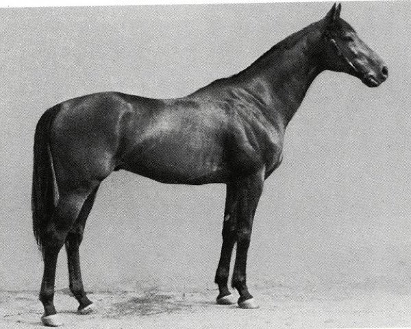 stallion Falerno xx (Thoroughbred, 1951, from Orsenigo xx)