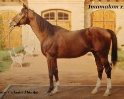 stallion Imamalom xx (Thoroughbred, 1969, from Imperial xx)