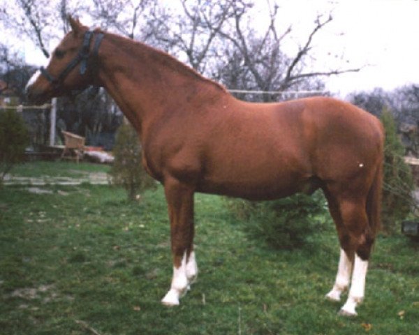 stallion King's Fancy xx (Thoroughbred, 1968, from King's Troop xx)