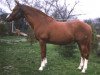 stallion King's Fancy xx (Thoroughbred, 1968, from King's Troop xx)