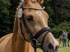 broodmare Aukoppels Benedicte (German Riding Pony, 2017, from Der rote Diamant)