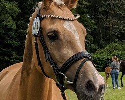 Zuchtstute Aukoppels Benedicte (Deutsches Reitpony, 2017, von Der rote Diamant)