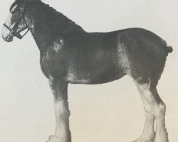 broodmare Belleau G.F. Cher (Clydesdale, 2009, from Glenbuchat)