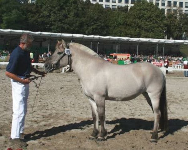 Zuchtstute Marga (Fjordpferd, 2002, von Ragnar)