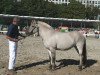 broodmare Marga (Fjord Horse, 2002, from Ragnar)