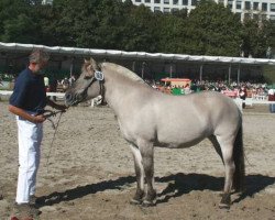 broodmare Marga (Fjord Horse, 2002, from Ragnar)