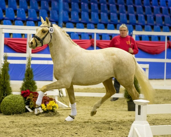 stallion Global Champion WE (German Riding Pony, 2016, from Golden West NRW)