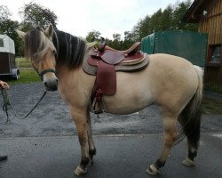 horse Bine (Fjord Horse, 2013, from Bjarne)