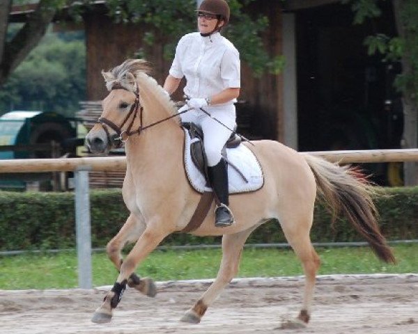 Pferd Jeska (Fjordpferd, 2004, von Joram)