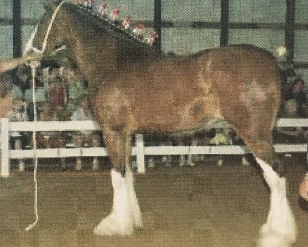 Zuchtstute Otter Creek Jubilee Kate (Clydesdale, 2005, von Boat Legend Jubilee)