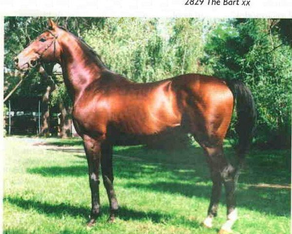 stallion The Bart xx (Thoroughbred, 1976, from Le Fabuleux xx)