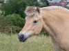 broodmare Kis Mona (Fjord Horse, 2000, from Merkur N.2743)