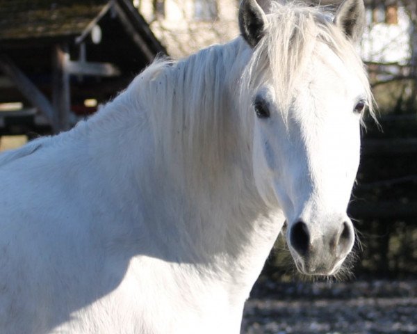 horse Mayro von der Sonnenalp (Connemara Pony, 2007, from Skousboe Morning Rock)