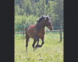 horse Grisella von der Sonnenalp (Connemara Pony, 2010, from El Larry II)