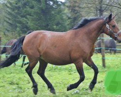 Zuchtstute Sky Giulietta (Connemara-Pony, 2001, von Frederiksminde Hazy Marvel 8 C)