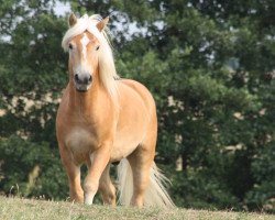 Pferd Silas (Haflinger, 2012, von Solero)