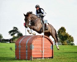 Springpferd Curley Boy (Holsteiner, 2008, von Carrico)