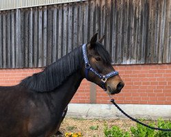 horse Rica (German Riding Pony, 2012)