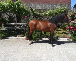 horse Caramelo (Andalusians/horse of pure Spanish race, 2010)