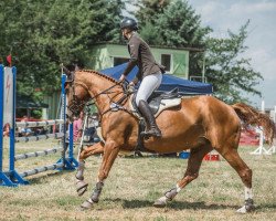 Springpferd Sunshine Bo (Trakehner, 2007, von Sedar)