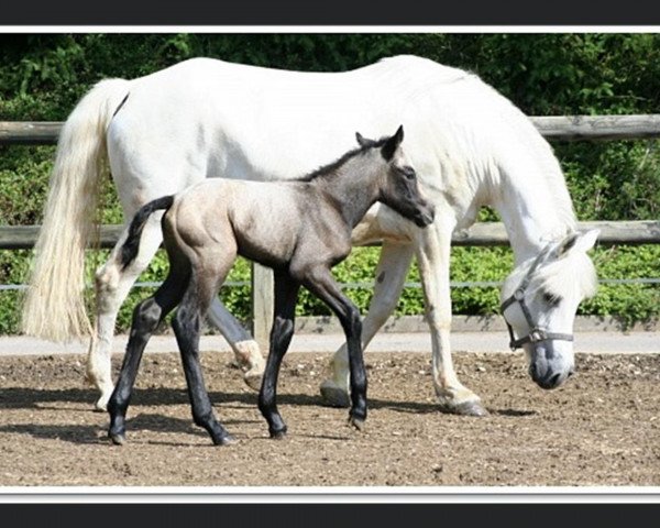 Zuchtstute Nørlunds Pasadena (Connemara-Pony,  , von Lærkens Cascade Dawn)