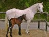 Zuchtstute May Moor (Connemara-Pony,  , von Diamond Rum)