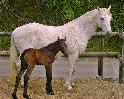 broodmare May Moor (Connemara Pony,  , from Diamond Rum)