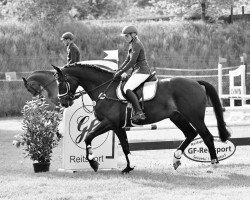 jumper Solid Gold 5 (Hanoverian, 2014, from Welcome Sympatico)