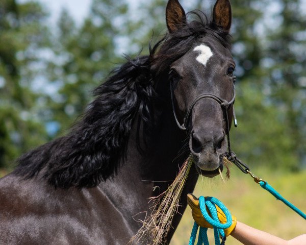 dressage horse Antana (Westphalian, 2016, from Avicii)