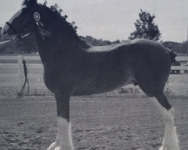 Deckhengst Ogdensburg Ax's Utah (Clydesdale, 2008, von Thistle Ridge Av's Axel)