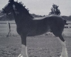 stallion Ogdensburg Ax's Utah (Clydesdale, 2008, from Thistle Ridge Av's Axel)