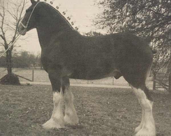 stallion Ozark's Royal Allard (Clydesdale, 2009, from Thistle Ridge Av's Colin Jay)