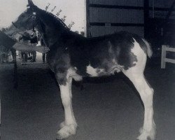 horse Mistyland Zeus (Clydesdale, 2009, from Pinnacle's Paxton)