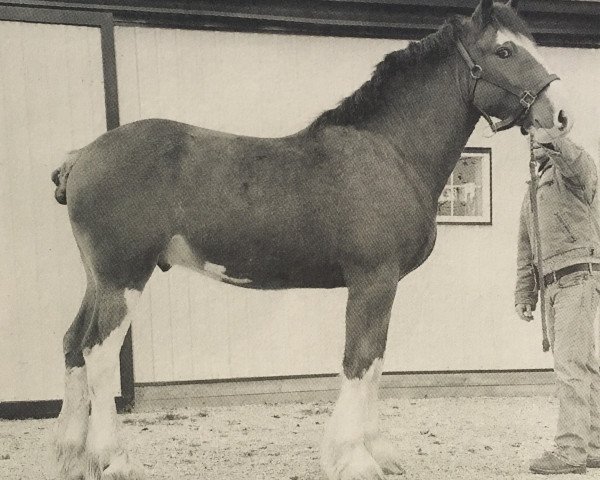 Pferd Mapledoon Campbell (Clydesdale, 2009, von Mapledoon Colonel's Nathan)