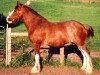 Zuchtstute Westgate Magic Jewel (Clydesdale, 1993, von Greendykes Inspiration)